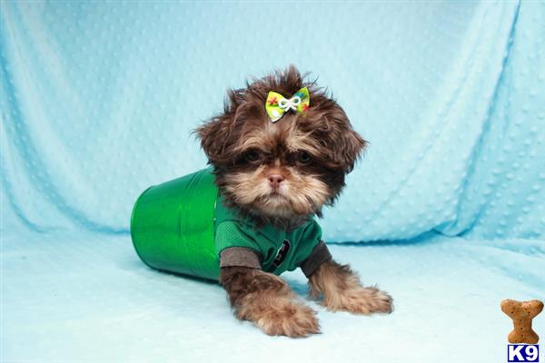 lvpuppyheaven Picture 3